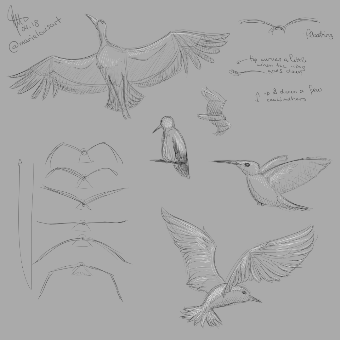 Sketches of birds