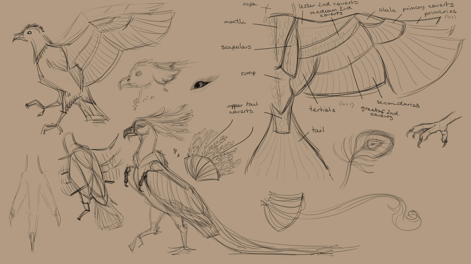exploratory sketches for a phoenix design